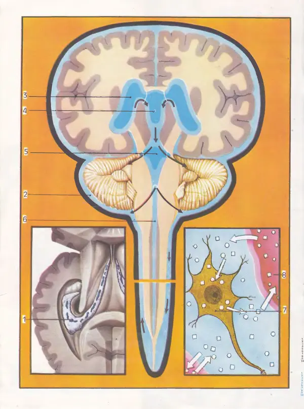  Журнал «Здоровье» - Здоровье 1985 №06 - Страница № 22