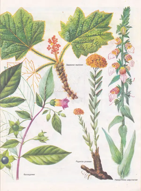  Журнал «Здоровье» - Здоровье 1985 №09 - Страница № 21