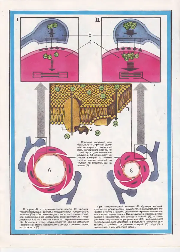  Журнал «Здоровье» - Здоровье 1985 №09 - Страница № 22