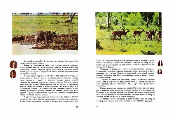 Николай Сладков - Миомбо - Страница № 34