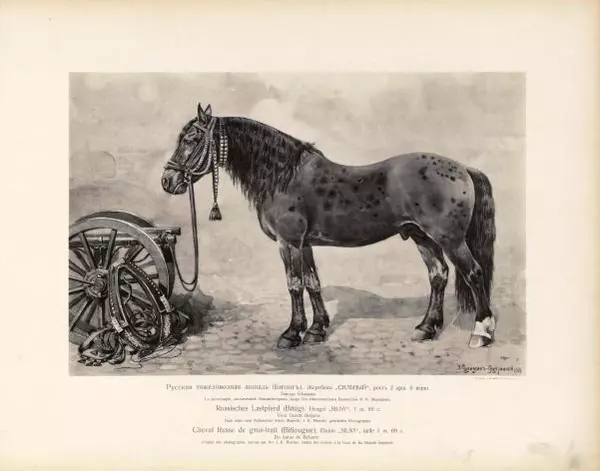 Н. Гулькевич - Типы и породы лошадей Российской Империи - Страница № 8