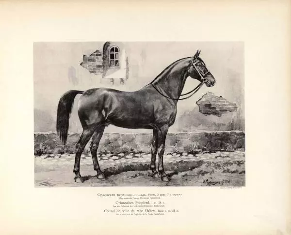 Н. Гулькевич - Типы и породы лошадей Российской Империи - Страница № 18