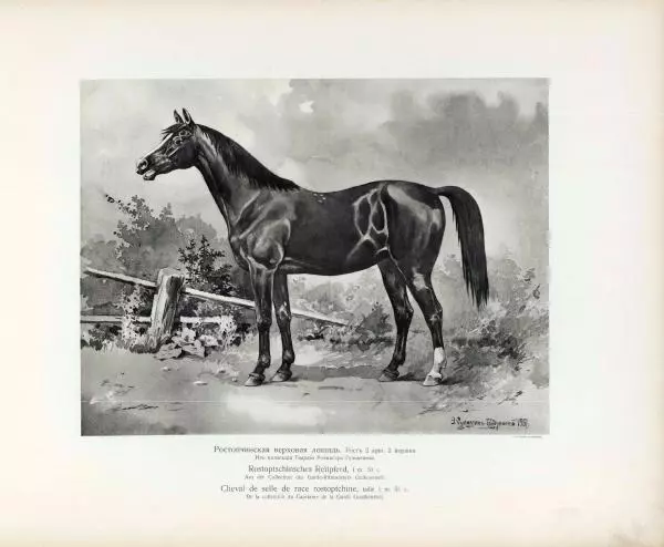 Н. Гулькевич - Типы и породы лошадей Российской Империи - Страница № 19