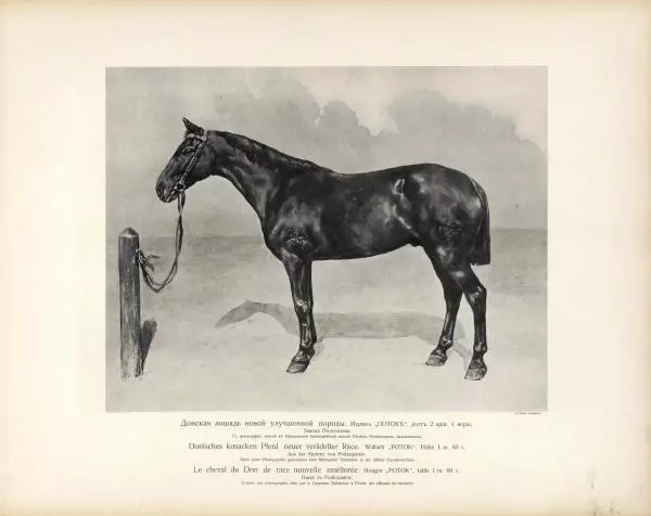 Н. Гулькевич - Типы и породы лошадей Российской Империи - Страница № 27