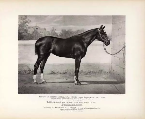 Н. Гулькевич - Типы и породы лошадей Российской Империи - Страница № 36
