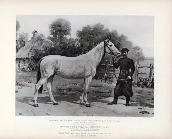 Н. Гулькевич - Типы и породы лошадей Российской Империи - Страница № 41