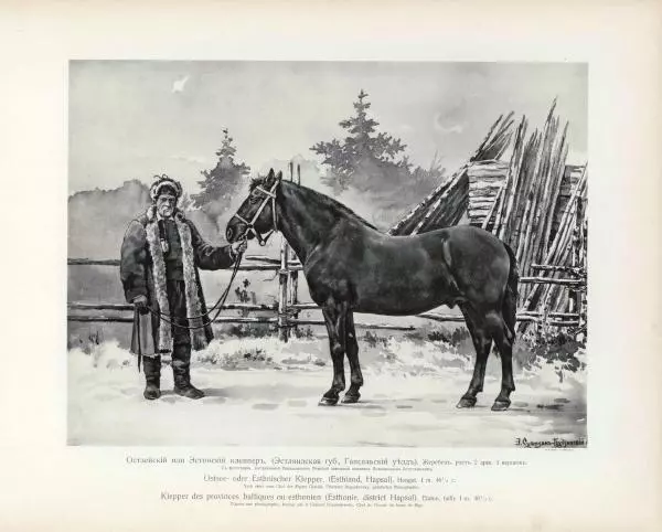 Н. Гулькевич - Типы и породы лошадей Российской Империи - Страница № 53