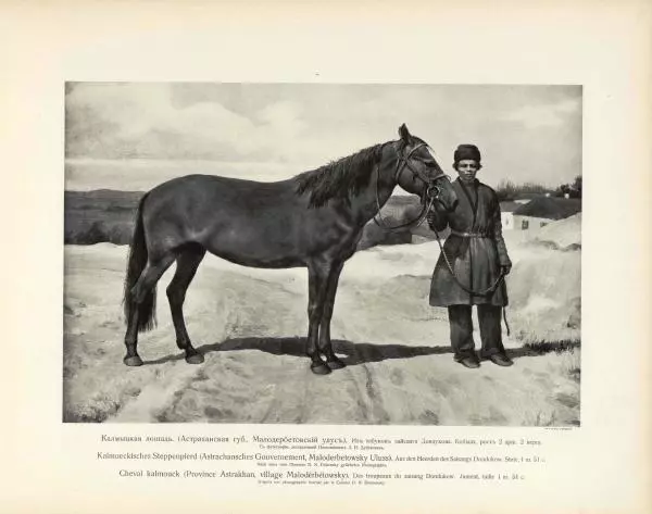 Н. Гулькевич - Типы и породы лошадей Российской Империи - Страница № 64