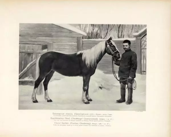 Н. Гулькевич - Типы и породы лошадей Российской Империи - Страница № 67