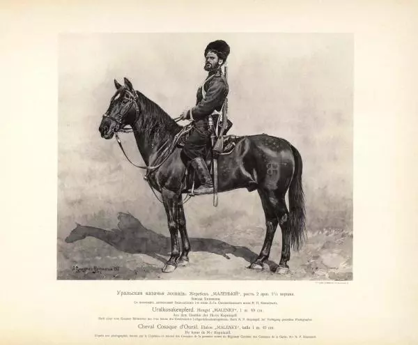 Н. Гулькевич - Типы и породы лошадей Российской Империи - Страница № 70