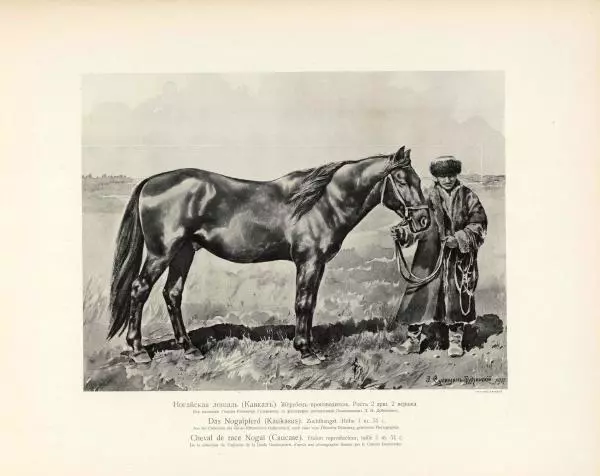 Н. Гулькевич - Типы и породы лошадей Российской Империи - Страница № 72