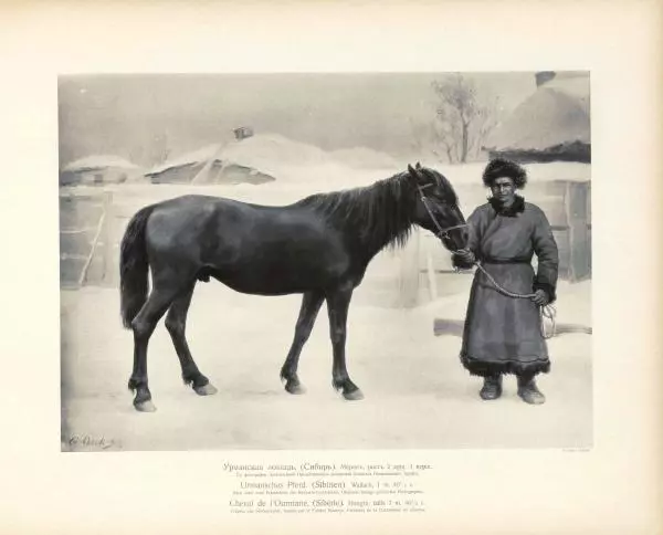 Н. Гулькевич - Типы и породы лошадей Российской Империи - Страница № 91