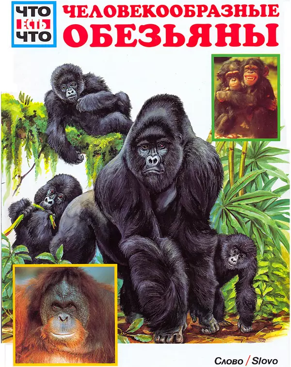 Витус Дрёшер - Человекообразные обезьяны - Страница № 1