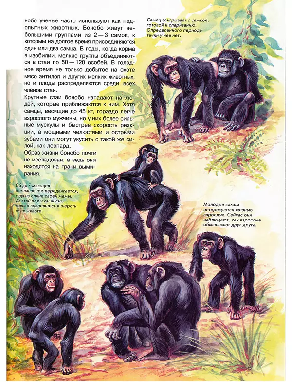 Витус Дрёшер - Человекообразные обезьяны - Страница № 18