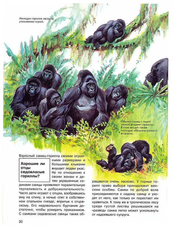 Витус Дрёшер - Человекообразные обезьяны - Страница № 21