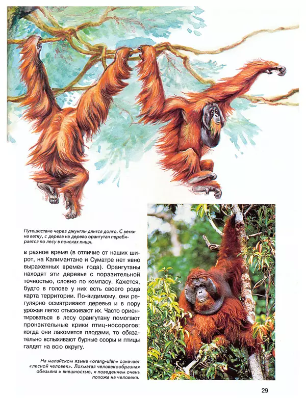 Витус Дрёшер - Человекообразные обезьяны - Страница № 30