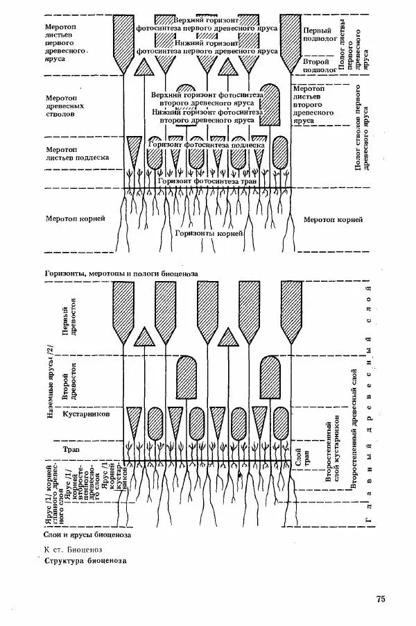 Николай Реймерс - Популярный биологический словарь - Страница № 77