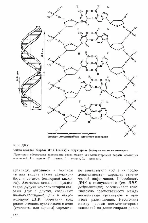 Николай Реймерс - Популярный биологический словарь - Страница № 152