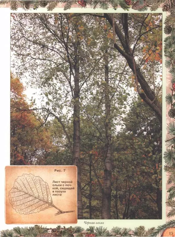 Дмитрий Кайгородов - Беседы о русском лесе - Страница № 15