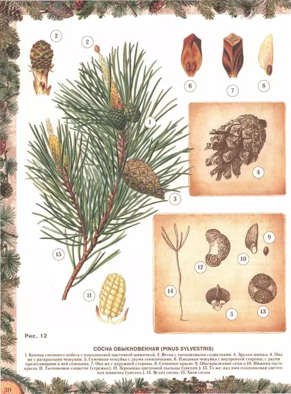 Дмитрий Кайгородов - Беседы о русском лесе - Страница № 30