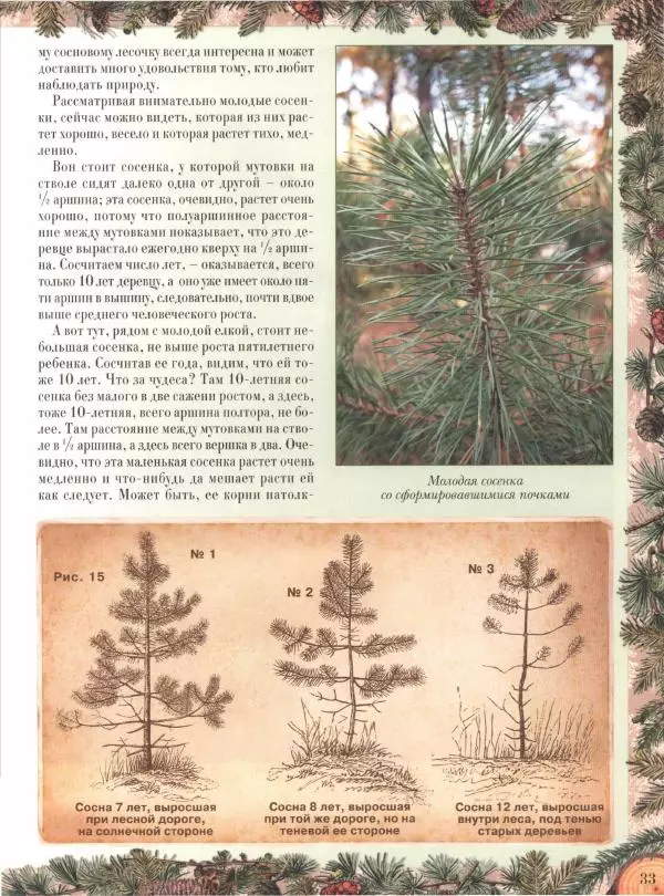 Дмитрий Кайгородов - Беседы о русском лесе - Страница № 33