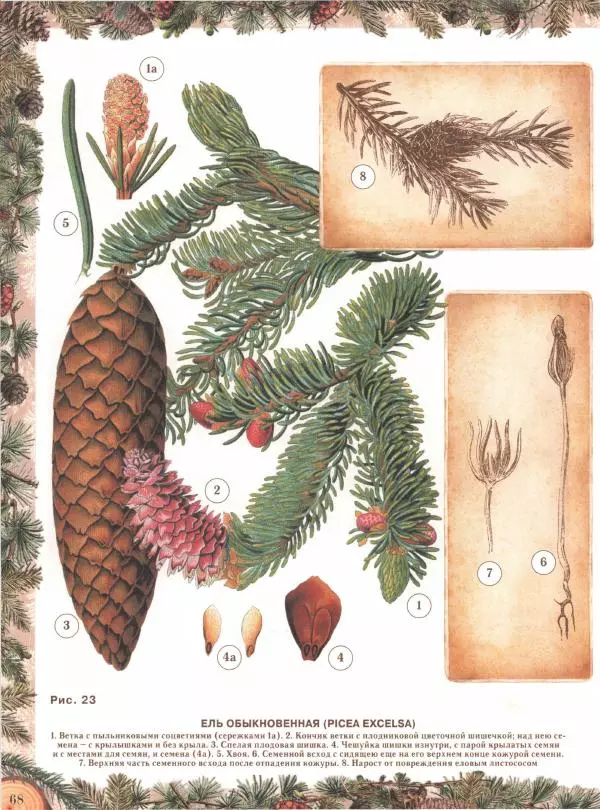 Дмитрий Кайгородов - Беседы о русском лесе - Страница № 68