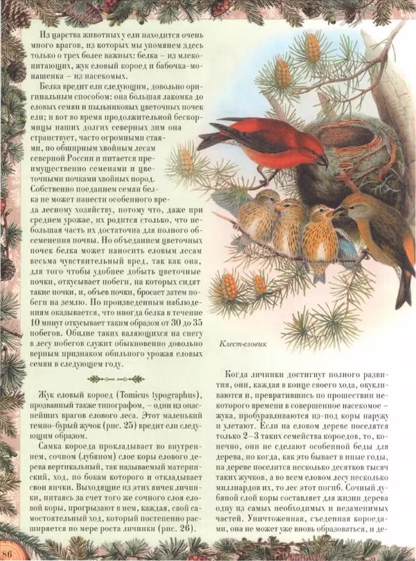 Дмитрий Кайгородов - Беседы о русском лесе - Страница № 86