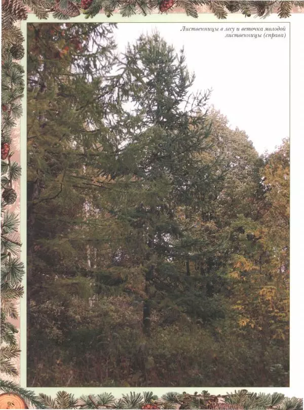 Дмитрий Кайгородов - Беседы о русском лесе - Страница № 98
