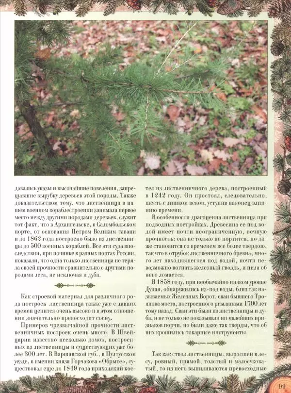 Дмитрий Кайгородов - Беседы о русском лесе - Страница № 99