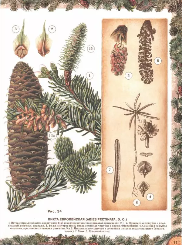 Дмитрий Кайгородов - Беседы о русском лесе - Страница № 117