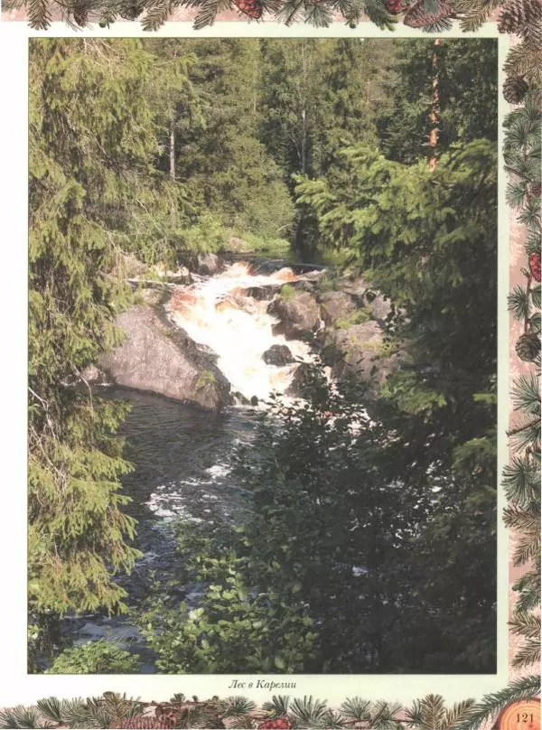 Дмитрий Кайгородов - Беседы о русском лесе - Страница № 121