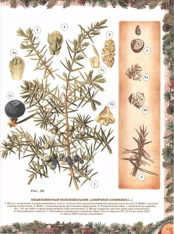 Дмитрий Кайгородов - Беседы о русском лесе - Страница № 125