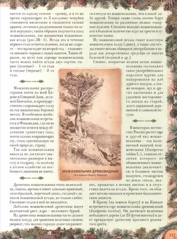 Дмитрий Кайгородов - Беседы о русском лесе - Страница № 127
