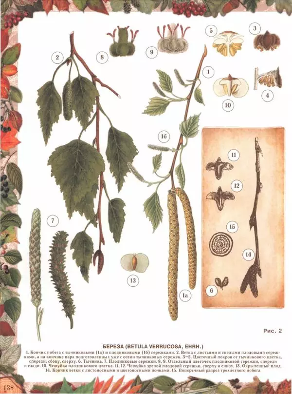 Дмитрий Кайгородов - Беседы о русском лесе - Страница № 138