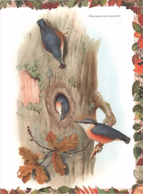 Дмитрий Кайгородов - Беседы о русском лесе - Страница № 175