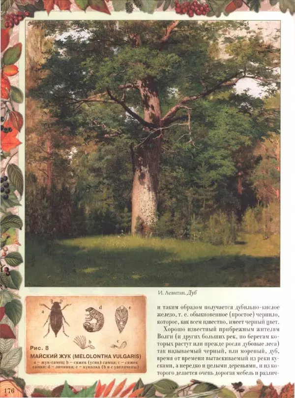 Дмитрий Кайгородов - Беседы о русском лесе - Страница № 176