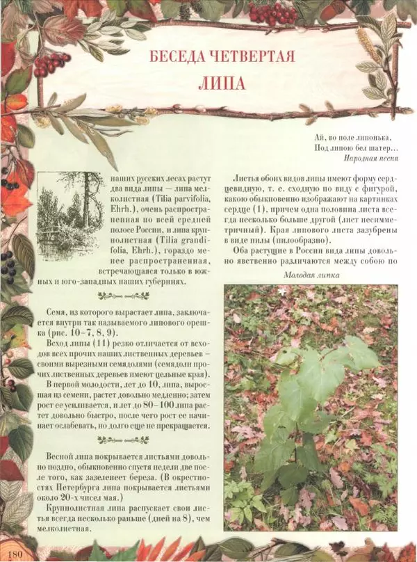 Дмитрий Кайгородов - Беседы о русском лесе - Страница № 180