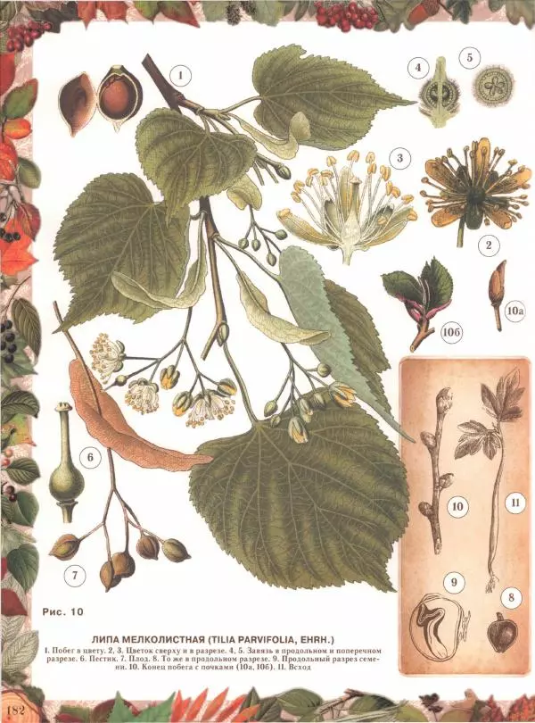 Дмитрий Кайгородов - Беседы о русском лесе - Страница № 182