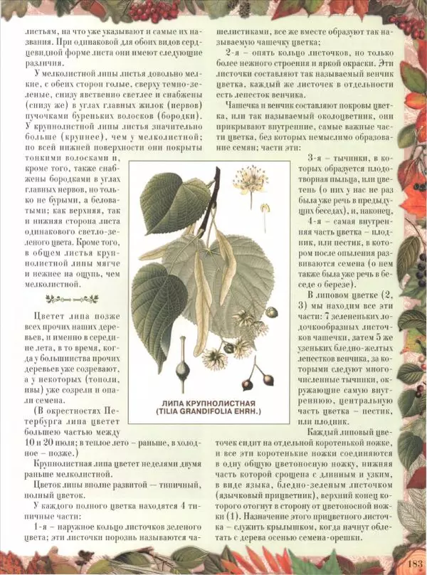 Дмитрий Кайгородов - Беседы о русском лесе - Страница № 183