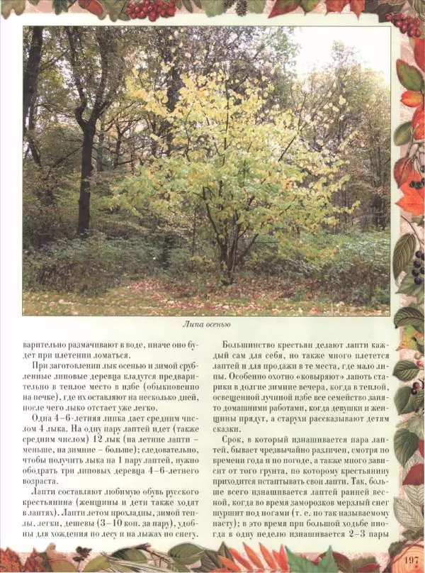 Дмитрий Кайгородов - Беседы о русском лесе - Страница № 197