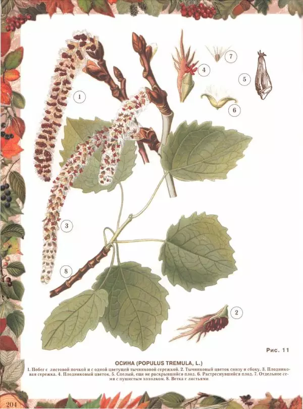 Дмитрий Кайгородов - Беседы о русском лесе - Страница № 204