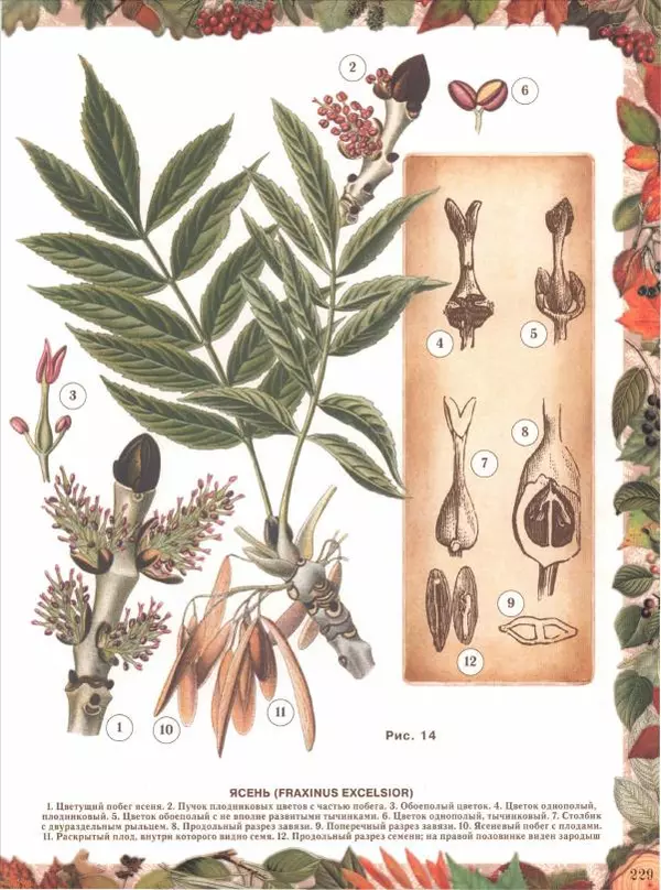 Дмитрий Кайгородов - Беседы о русском лесе - Страница № 229