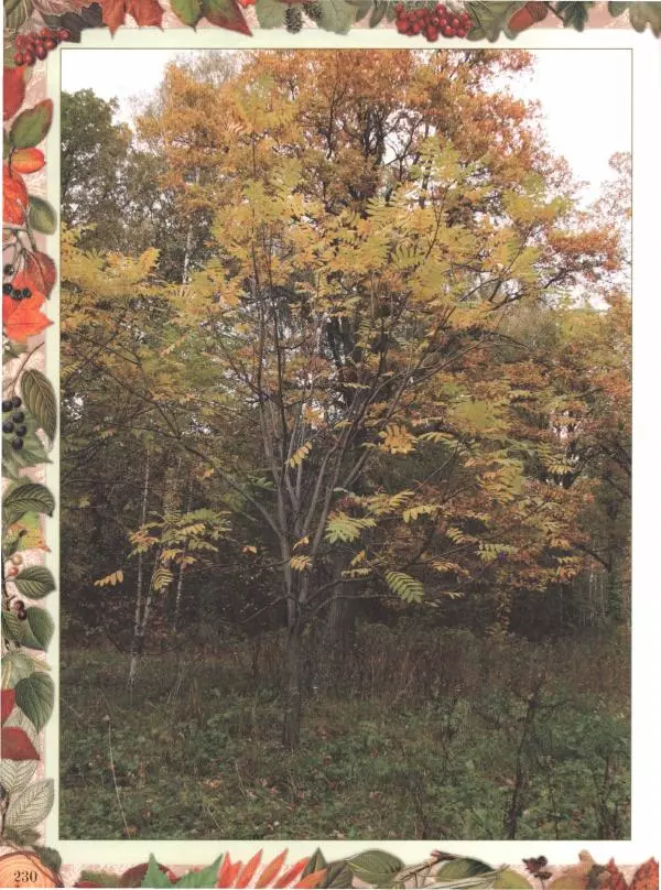 Дмитрий Кайгородов - Беседы о русском лесе - Страница № 230