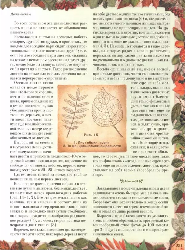 Дмитрий Кайгородов - Беседы о русском лесе - Страница № 231