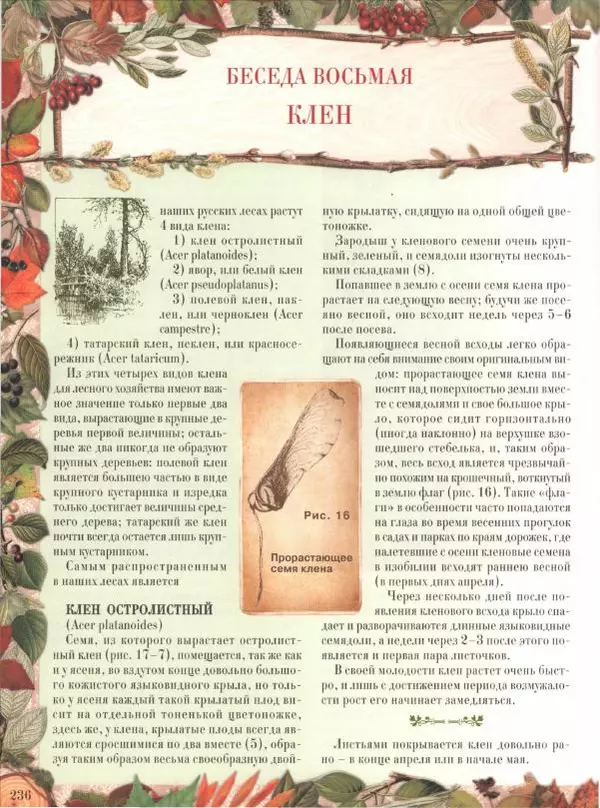 Дмитрий Кайгородов - Беседы о русском лесе - Страница № 236