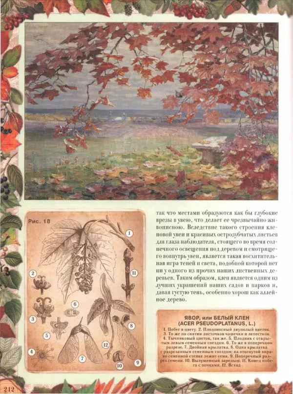 Дмитрий Кайгородов - Беседы о русском лесе - Страница № 242