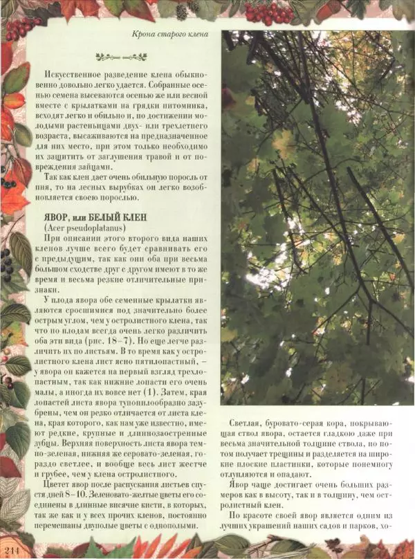 Дмитрий Кайгородов - Беседы о русском лесе - Страница № 244