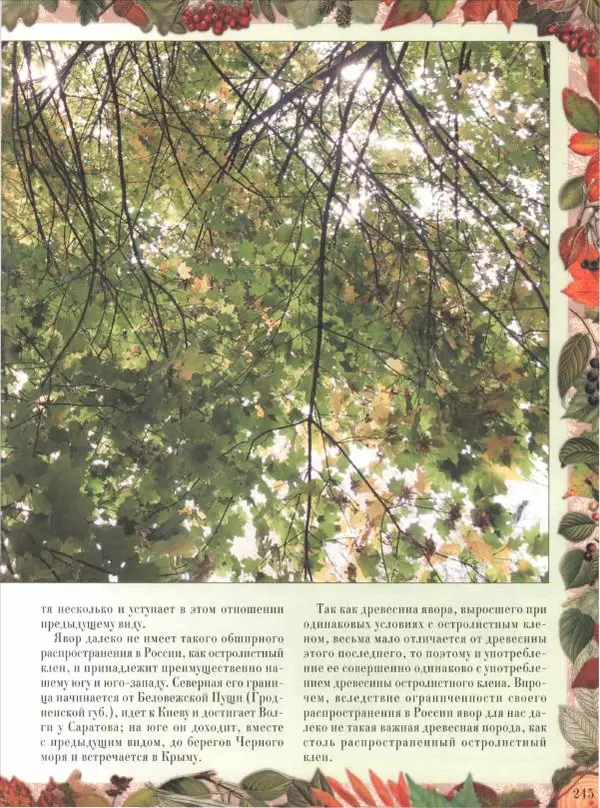 Дмитрий Кайгородов - Беседы о русском лесе - Страница № 245