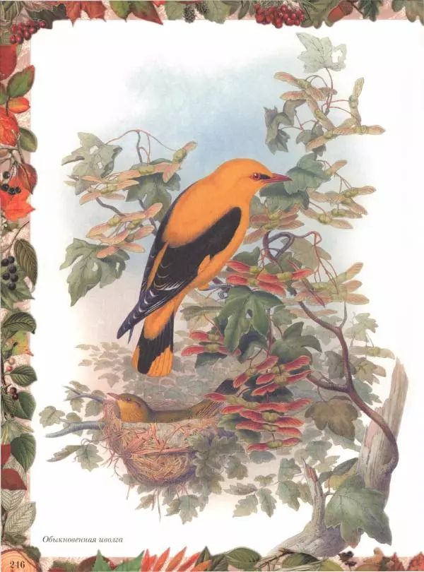 Дмитрий Кайгородов - Беседы о русском лесе - Страница № 246