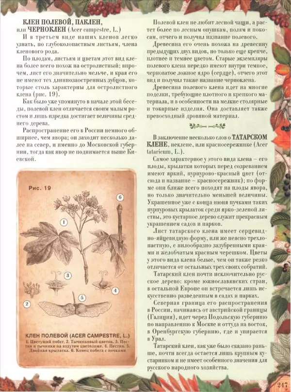Дмитрий Кайгородов - Беседы о русском лесе - Страница № 247